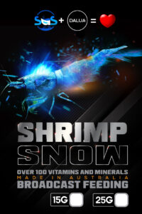 shrimp snow